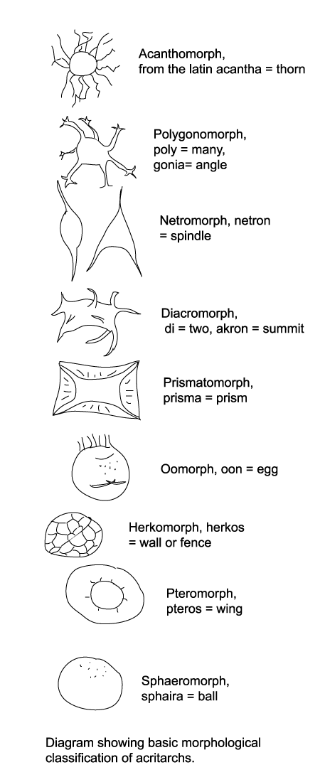 diagram showing basic acritarch morphogroups