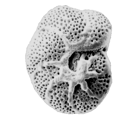 benthic foraminifera Cibicidoides vulgaris