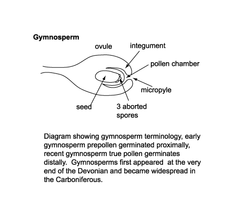 diagram showing gymnosperm terminology