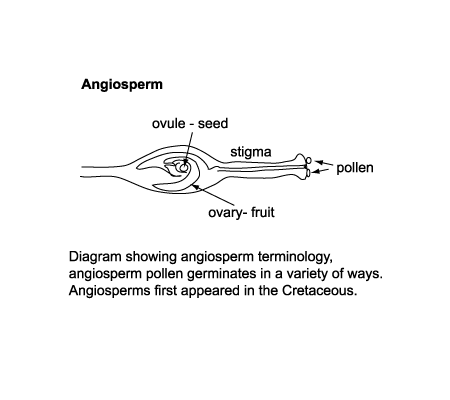 diagram showing angiosperm terminology