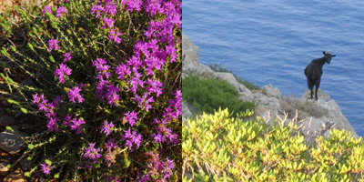 Thyme in flower and a goat on cliff