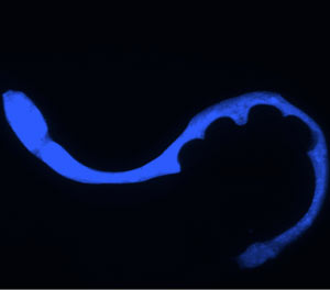 Blue flourescence travelling through worm