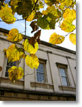 Autumn leaves at UCL