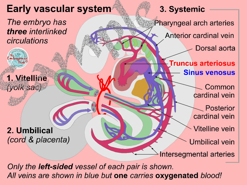 The early vascular system