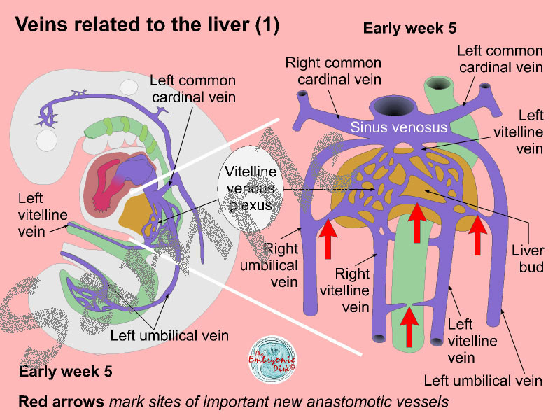 Veins related to the liver