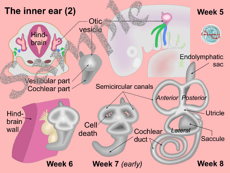 The inner ear (2)