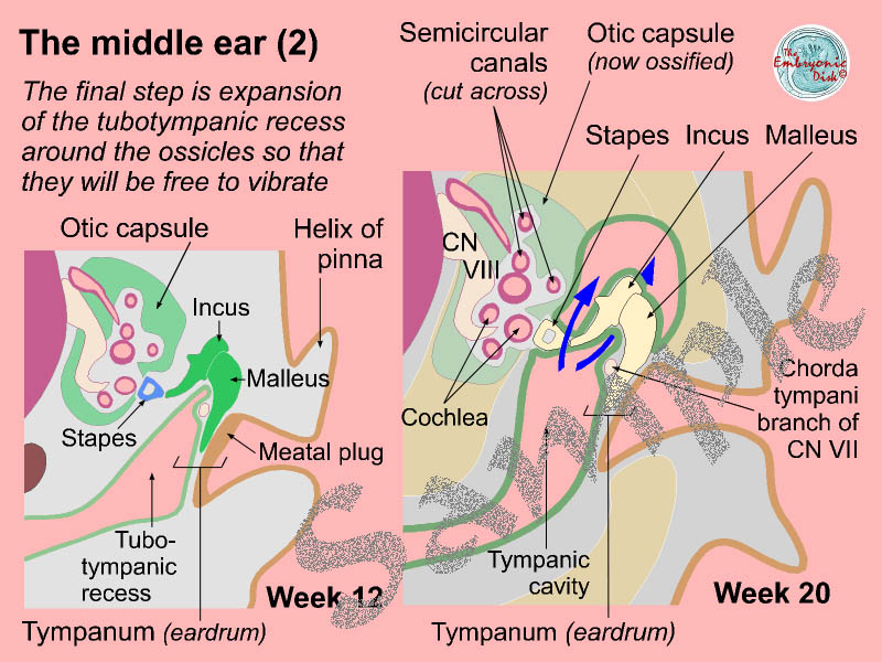 The middle ear (2)