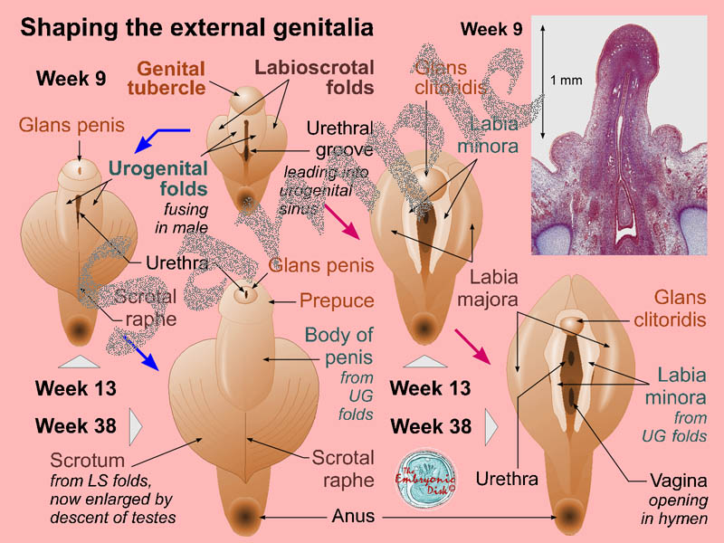 Shaping the external genitalia