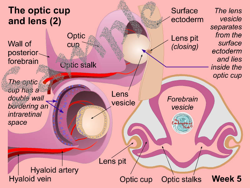The optic cup and lens (2)