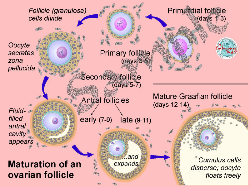 Maturation of an ovarian follicle