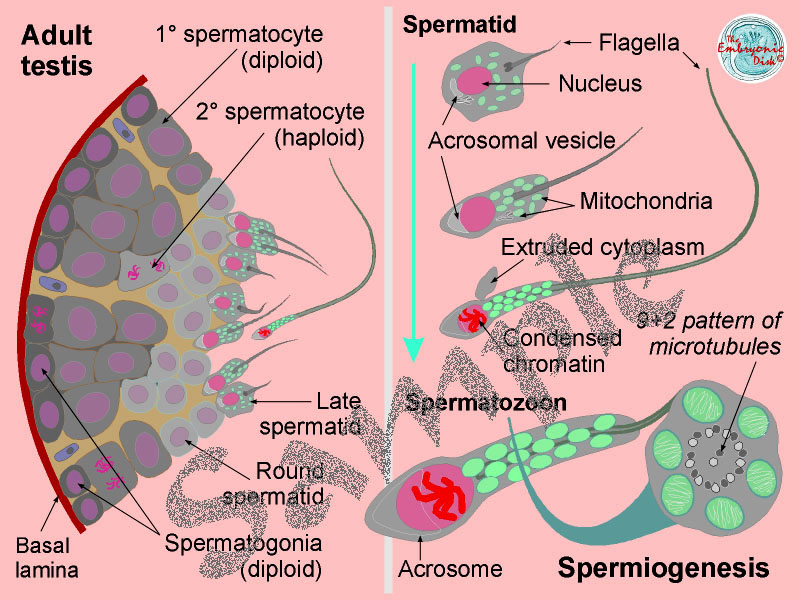 Spermatogenesis and spermiogenesis