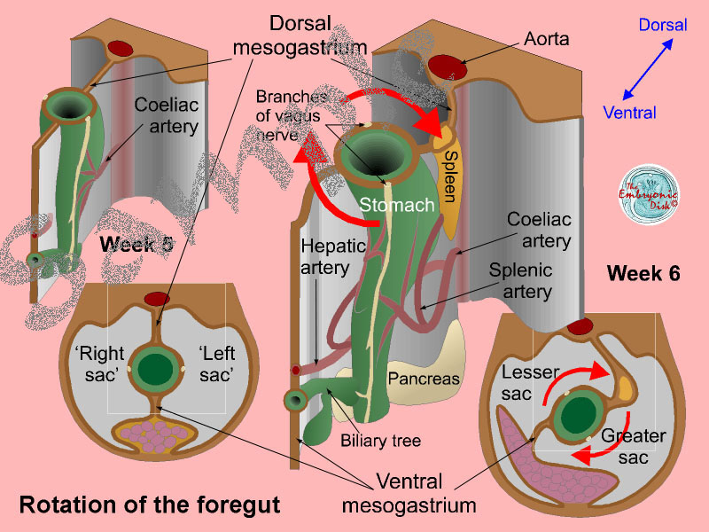 Rotation of the foregut