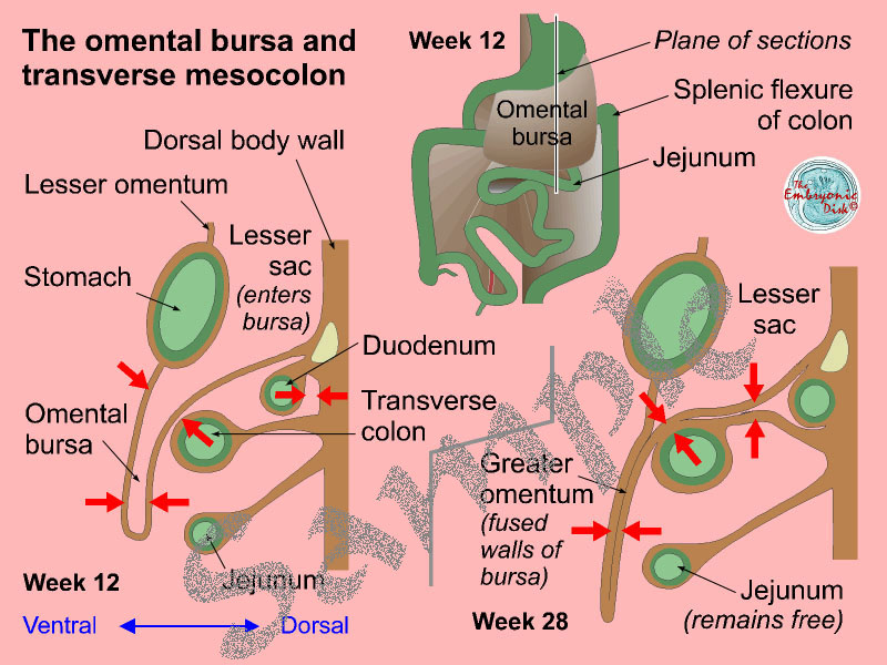 The omental bursa and transverse mesocolon
