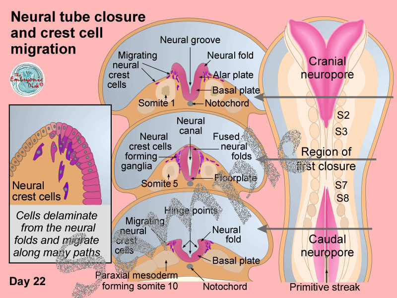 Neural tube closure and crest migration