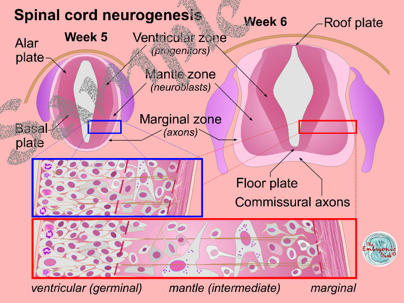Spinal cord neurogenesis