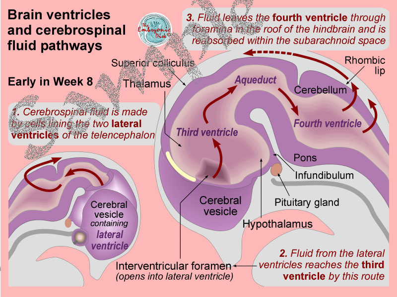 Brain ventricles and cerebrospinal fluid pathways