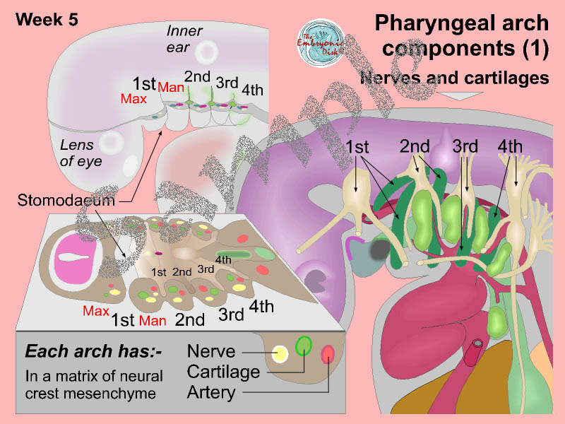 Pharyngeal arch components (1)