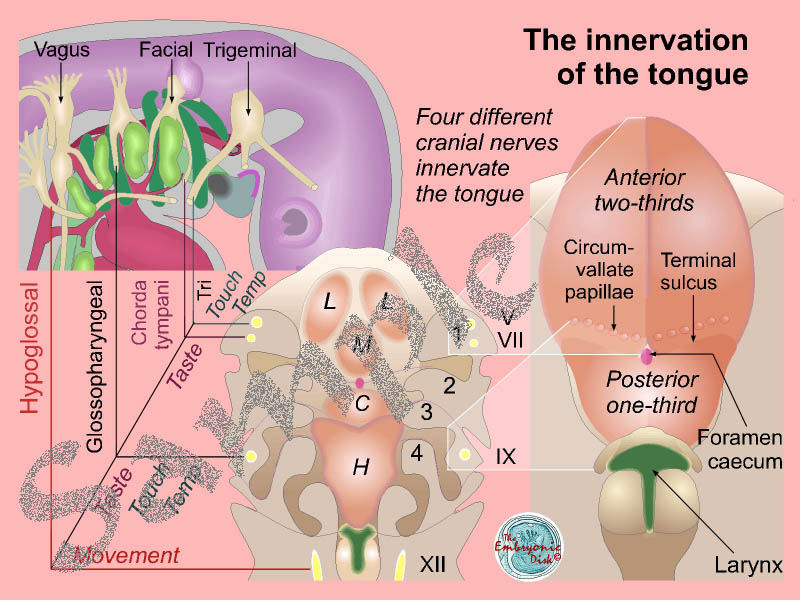 The innervation of the tongue