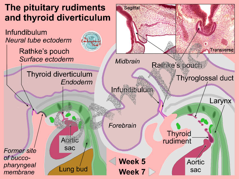 The pituitary rudiments and thyroid diverticulum