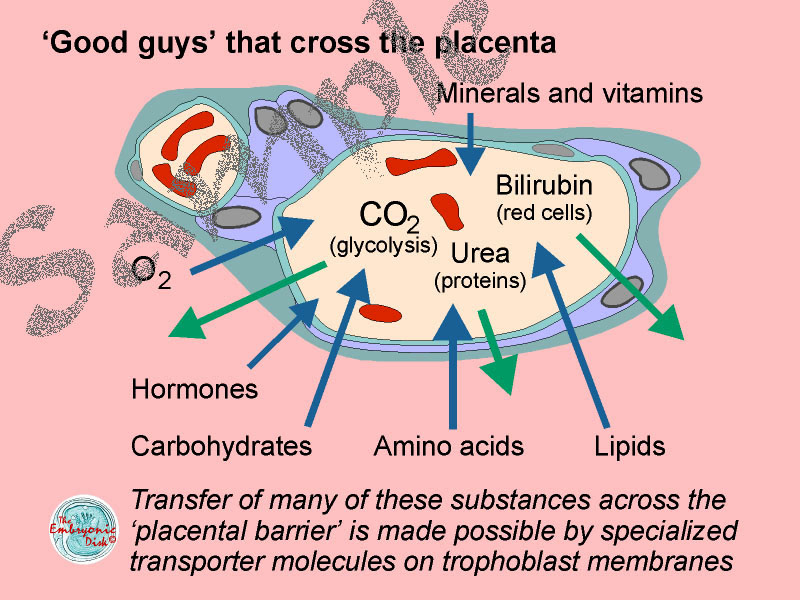 'Good guys' that cross the placenta