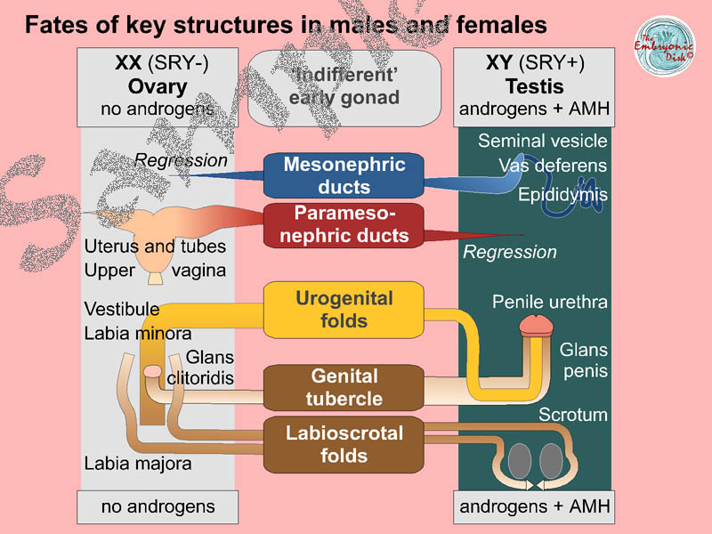 Fates of key structures in males and females