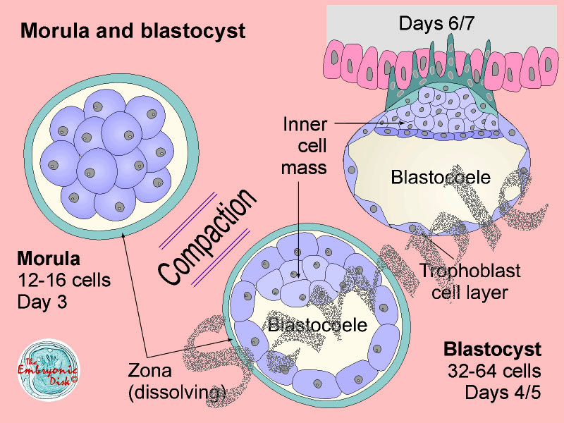 Morula and blastocyst