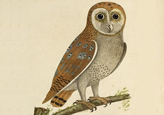 Barn owl from 'A natural history of birds' by Eleazar Albin