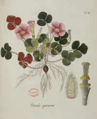Botanical book, 1794