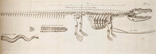 skeleton of 'a Crocodile or ye Leviathan'