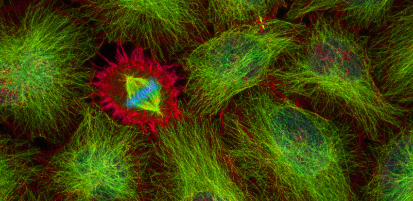Dividing cells imaged with fluorescence microscope