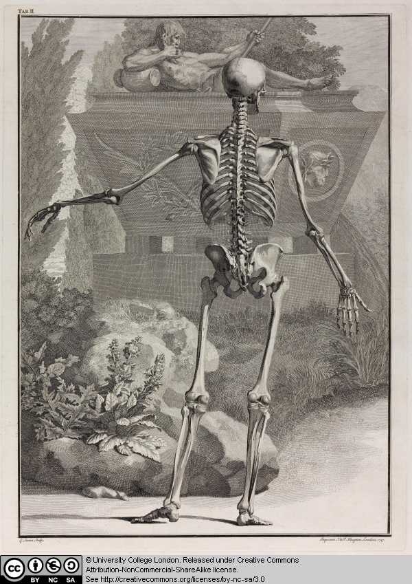 6 Skeleton with its Left Arm Raised and Facing Left