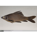 Show Lateral view of Black Labeo (Carp) in spirit Image