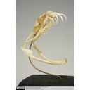 Show Lateral view of Gaboon Viper skull Image