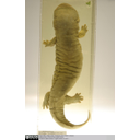 Show Japanese giant salamander in spirit - dorsal view showing elongate body, short limbs, and laterally compressed swimming tail Image