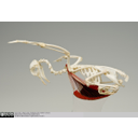 Show Lateral view of a Pigeon Skeleton Image
