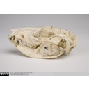 Show Southern oppossum skull lateral view Image