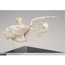 Show Pigeon Skeleton Image