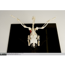 Show Posterio-dorsal view of a Pigeon Skeleton Image