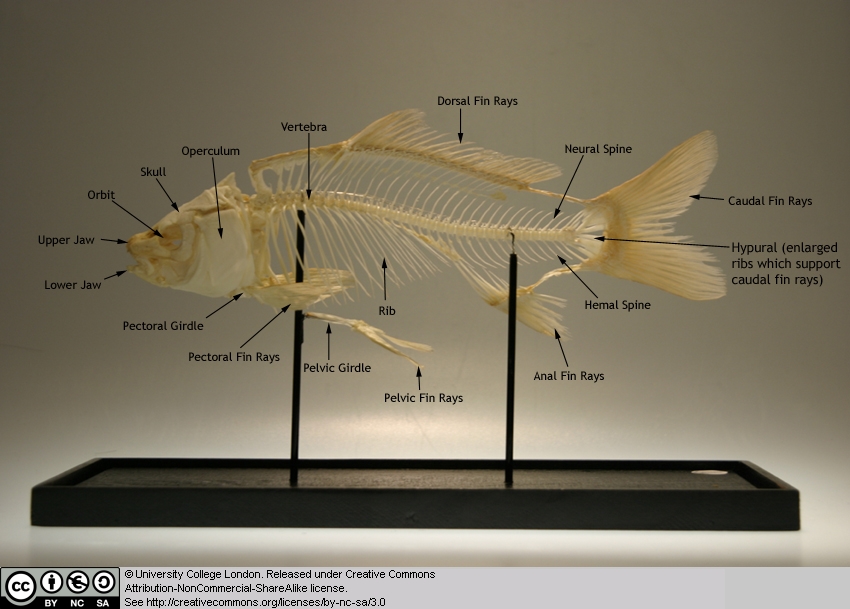 How many bones do fish have?