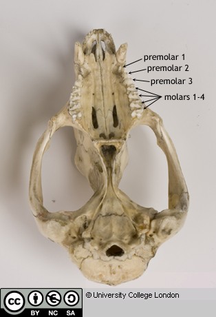 Labelled upper jaw dentition of a Southern opossum