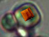 AFM of LTA superimposed on optical micrograph