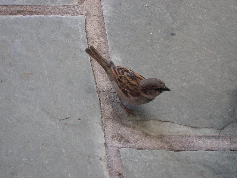 sparrow-at-breakfast-080508.jpg - Sparrow at breakfast