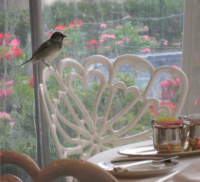 sparrow-at-breakfast-090508.jpg - Sparrow at breakfast