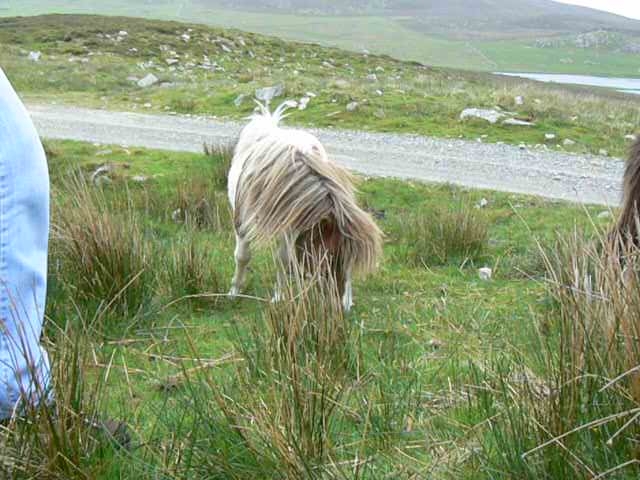 ponies4-1549-090608.jpg - Scalloway walk. Shetland ponies in high wind Loch of Burwick