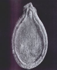 A squash seed from zone C of Guil Naquitz 13.8 mm in length that exhibits marginal ridge and hair morphology diagnostic of C. pepo which yielded an AMS 14C date of 8910a 50 BP