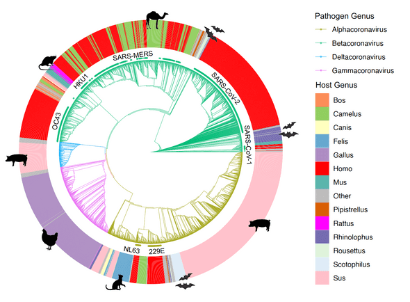 Core genome phylogeny and associated hosts for members of the Coronaviridae. The seven coronaviruses known to have infected humans are highlighted on the inner ring.