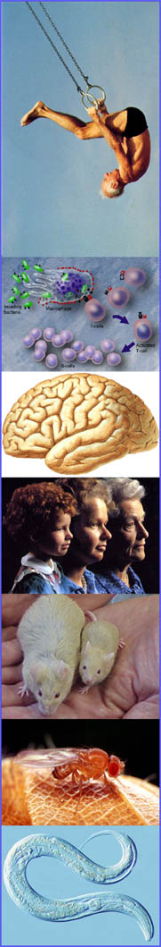 Image: Institute of Healthy Ageing