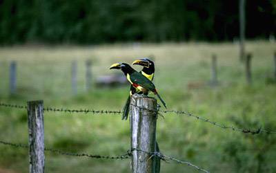 Two toucans on a fence