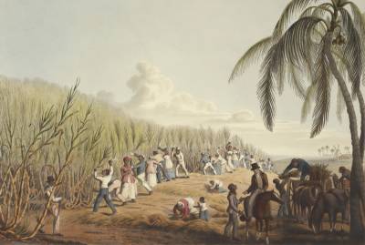 Painting of slaves cutting sugar cane, 1823
