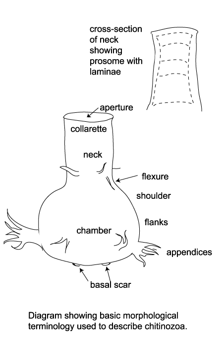 diagram of idealised chitinozoa